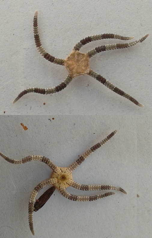 Ophiuroidea from Valencia (Spain)